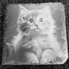 Katze 1