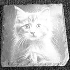 Katze 4