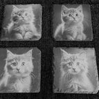 Katzen 4er Set