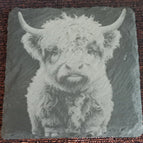 Kalb 2
