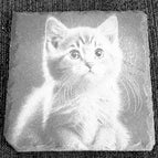 Katze 3