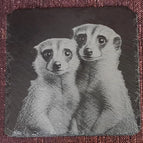Erdmännchen2