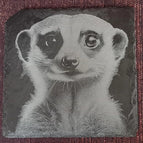 Erdmännchen3