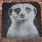 Erdmännchen1