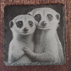 Erdmännchen4